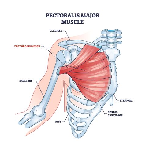 Pectoralis Major And Minor Diagram