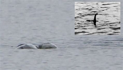 Loch Ness monster Nessie captured in 'most exciting' photos after recent sighting