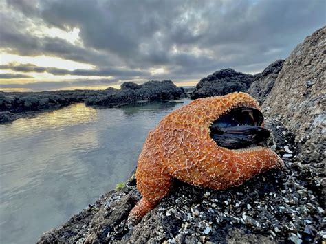 Starfish Eating a Mussel•Strawberry Hill•12/21/22 : r/OregonCoast