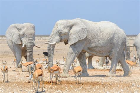 Amazing white elephants covered in clay have been fooling tourists | Metro News