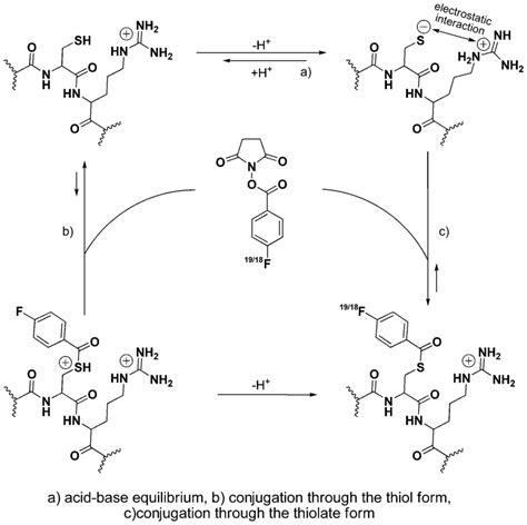 Scheme 3 Depiction of the stabilization process of the thiolate form ...