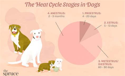 The Four Stages Of Your Dog S Heat Cycle Proestrus Estrus Diestrus – Otosection