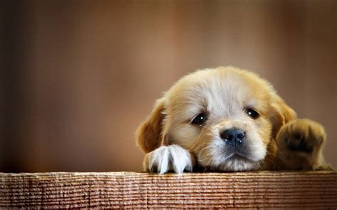15 Best cute desktop wallpaper dog You Can Download It At No Cost - Aesthetic Arena