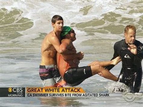 Great White Shark Attack Human