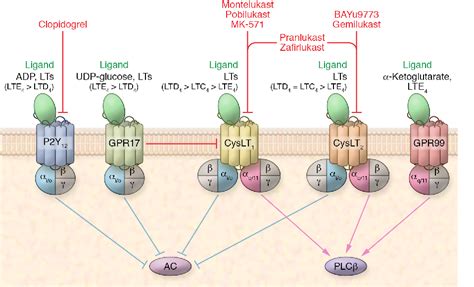 Figure 2 from Leukotriene receptors as potential therapeutic targets | Semantic Scholar