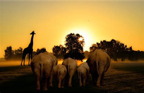 Africa Free Stock Photo - Public Domain Pictures