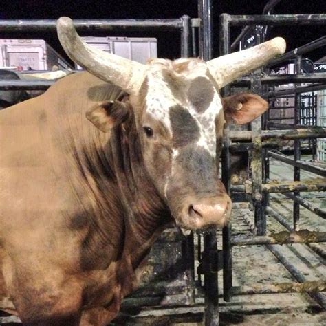 188 best images about Bushwacker, PBR Bucking Bull on Pinterest