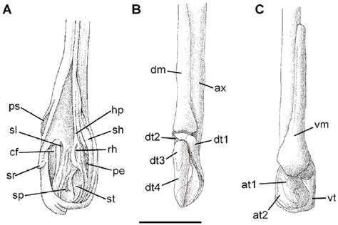 General structure of right clasper gland and cartilages of Amblyraja... | Download Scientific ...