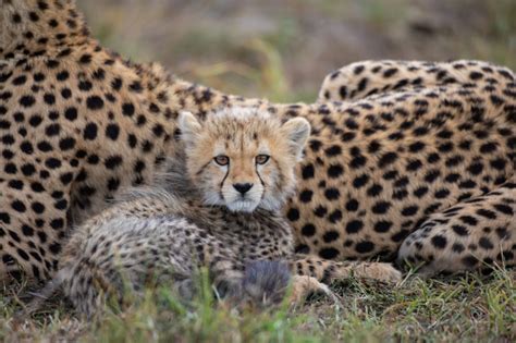 Cheetah cubs born in India for the first time in over 70 years | The ...