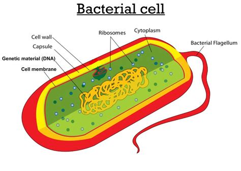 bacterial cell labeled