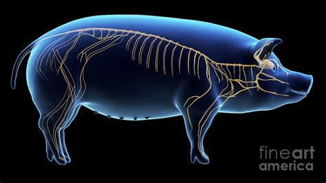 Pig Nervous System Photograph by Sebastian Kaulitzki/science Photo Library - Fine Art America