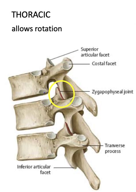 Facet Anatomy Definition - Anatomy Reading Source