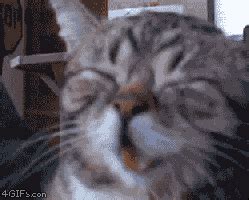 Cat Love GIF - Find & Share on GIPHY