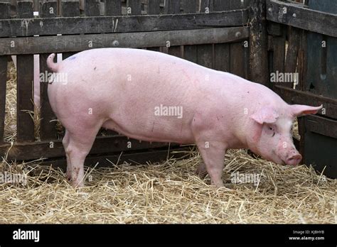 Pink pig living at rural bio animal farm Stock Photo - Alamy