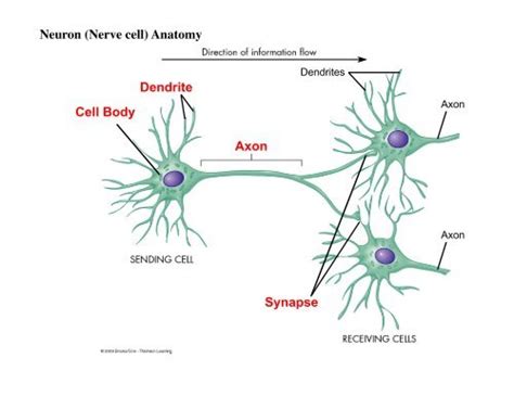 Axon Dendrite Cell Body Neuron (Nerve cell) Anatomy Synapse