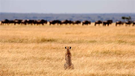 Tanzania Safari | Luxury Tanzanian Safaris & Tours | Tanzania Odyssey