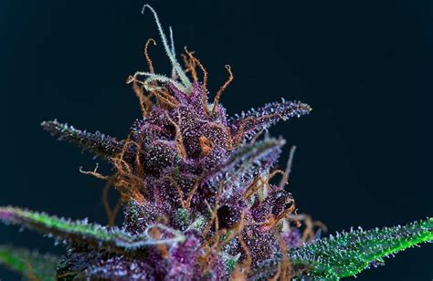 Best Purple Weed Strains • Top 5 - WeedSeedsExpress