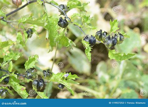 Shoo fly plant stock image. Image of nightshade, ornamental - 119937253