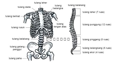 gambar tulang penyusun rangka tubuh