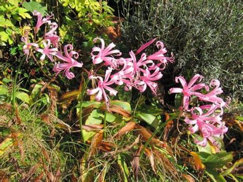 Nerine Plant Growing & Care Guide for Gardeners