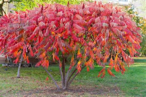 Rhus typhina (Staghorn Sumac)