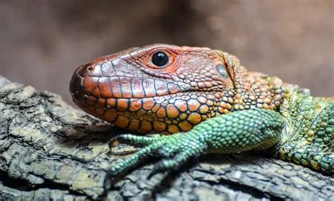 All About Caiman Lizards: Size, Care, Enclosure Setup, and More ...