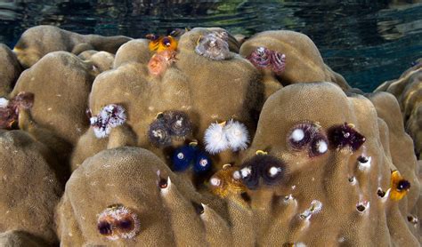 Scientists successfully genetically sequence whole coral organism - Australian Geographic