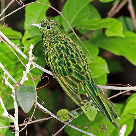 African emerald cuckoo (Chrysococcyx cupreus) male - African emerald ...