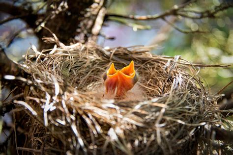 Brown Bird on Brown Nest · Free Stock Photo