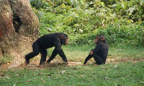 Chimpanzee trekking in Kibale National Park | Uganda Primates tours