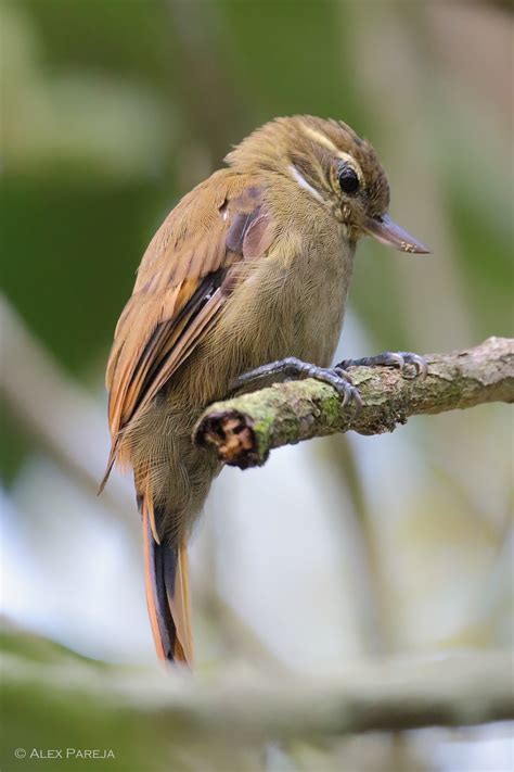 xenops-minutus – Birds Colombia