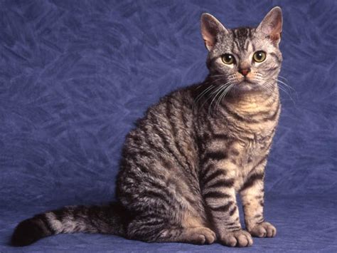 American Wirehair Cat Info, History, Personality, Kittens, Pictures