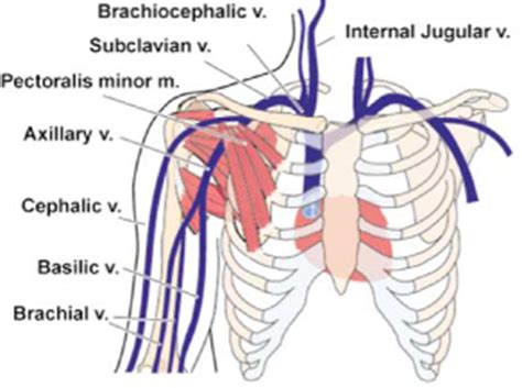 Upper Limb Venous Anatomy