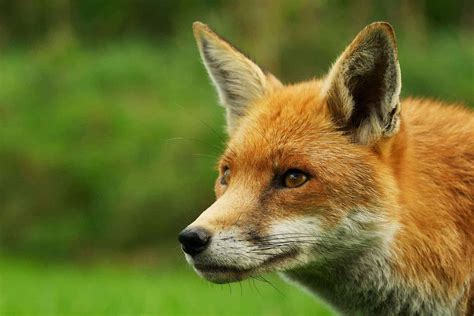 Meet The Animals - British Wildlife Centre