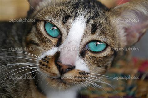 Blue eyes of Bengal cat. — Stock Photo © Noppharat_th #49720427