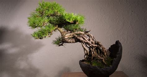 Japanese Art of Growing a Miniature Tree: Symbolism and Meaning