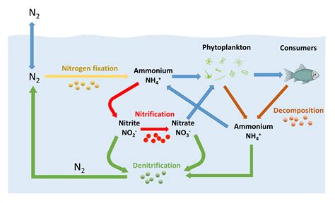 Diagram Of Nitrogen Cycle