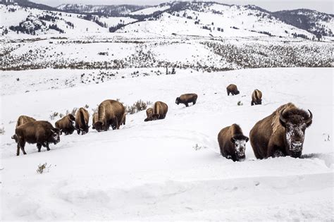 Yellowstone bison species decision questioned by US judge | AP News