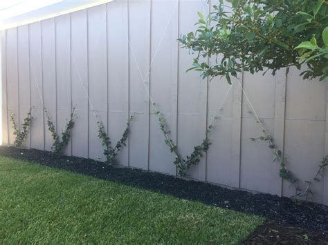 Confederate star jasmine vine diamond trellis...the beginning #PoolLandscapingIdeas | Garden ...