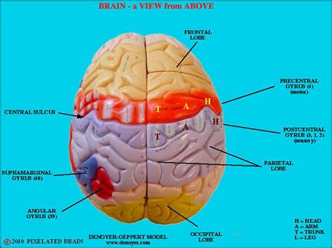 Pixelated Brain - a model showing a dorsal view of the brain