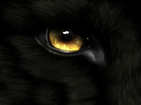 Wolf Eyes Wallpapers - 4k, HD Wolf Eyes Backgrounds on WallpaperBat