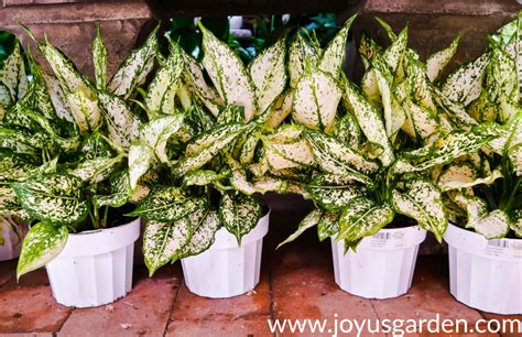 Aglaonema Plant Care Tips