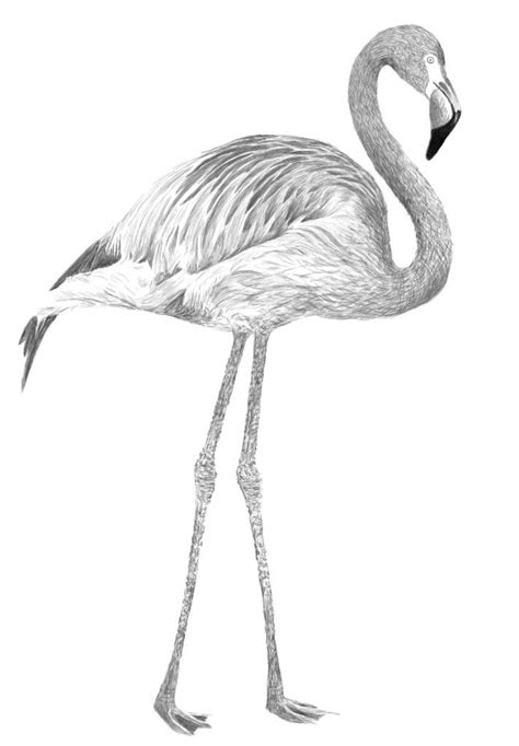 Pink Flamingo drawing with wacom tablet in Photoshop. | How to draw flamingo, Bird drawings ...