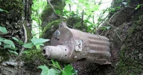 Weapons from WWII embeded into trees in Nevsky Pyatachok – Russia