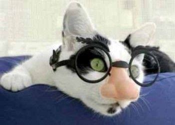 17 Best images about Cats Wearing Glasses on Pinterest | Cats, Mondays and Animal pictures