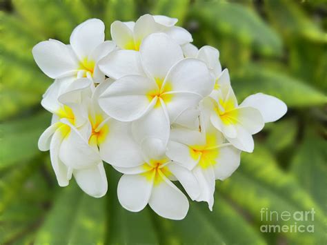 White Plumeria Flower Maui Hawaii Photograph by Andrew Jackson - Fine Art America