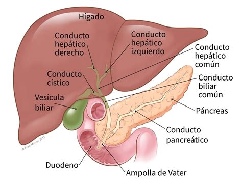 ¿Qué es el cáncer de vesícula biliar?