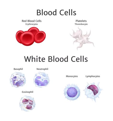 Are Monocyte Counts High in Leukemia? | MyLeukemiaTeam