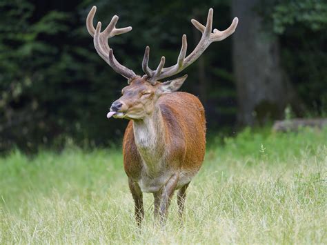 Funny deer | Portrait of a male deer with a funny grimace! | Tambako ...