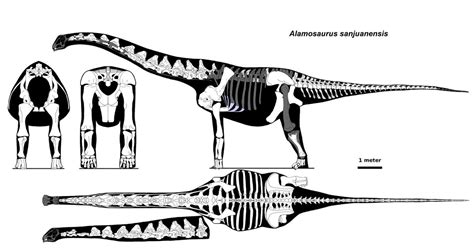 Alamosaurus skeletal by palaeozoologist on DeviantArt